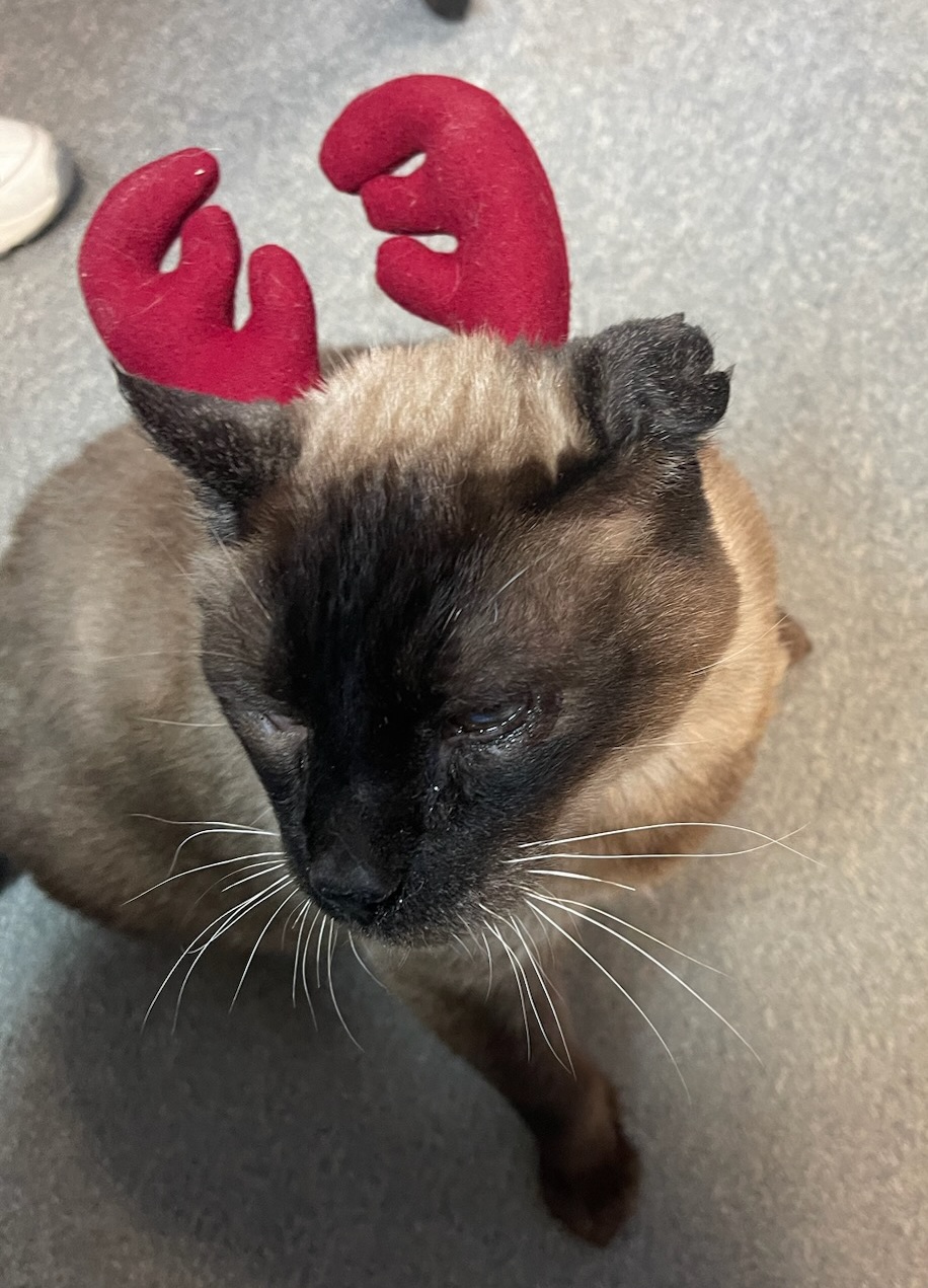 Ming in antlers