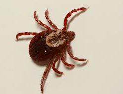tick